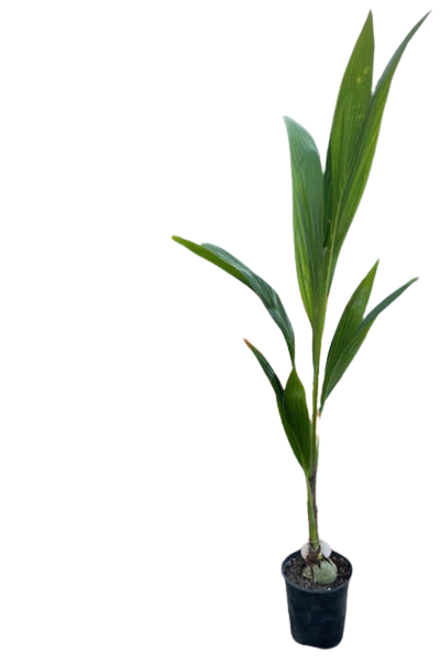Coconut Dwarf Green Malayan